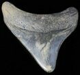 Juvenile Megalodon Tooth #61846-1